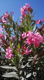 Low angle view of pink flowers blooming against sky