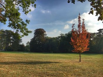 Trees on field against sky