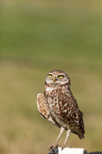 Adult burrowing owl athene cunicularia perched outside its burrow on marco island, florida