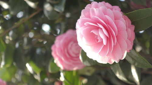 Close-up of pink rose