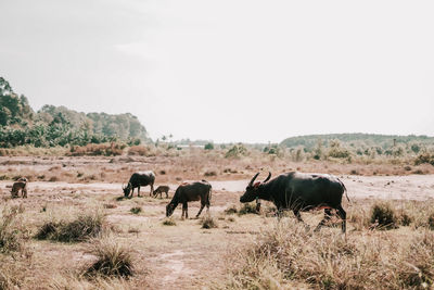 Buffalos in a field