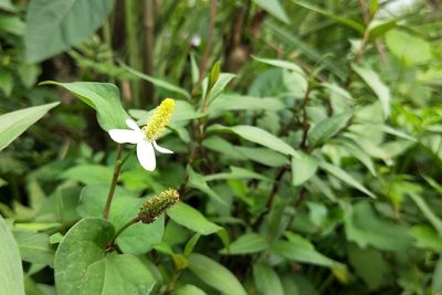 Close-up of green flowers blooming outdoors