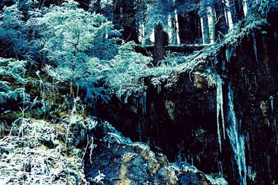 Close-up of trees in forest