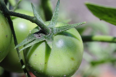 Close-up of fruit on plant