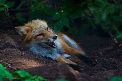 View of dog relaxing on land