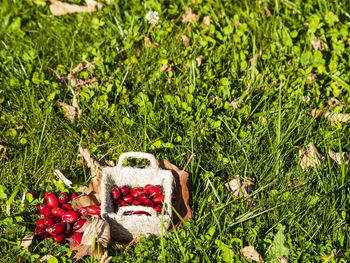 Close-up of christmas tree on grass