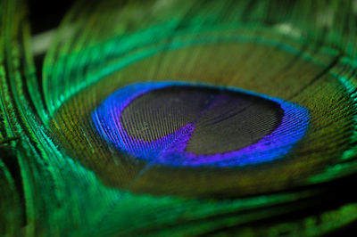 Close-up of peacock