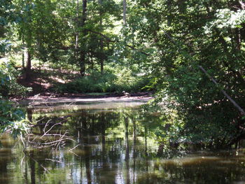 Scenic view of forest