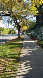 Footpath amidst trees in park