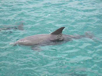 View of fish swimming in sea