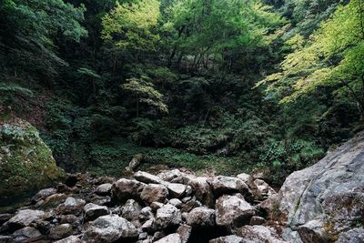 Scenic view of forest