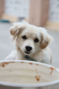 Close-up portrait of white dog