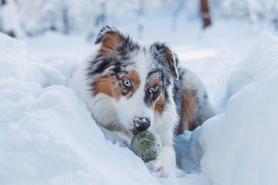 Colorful female of australian shepherd breeds enjoys her first winter fun. puppy and snow