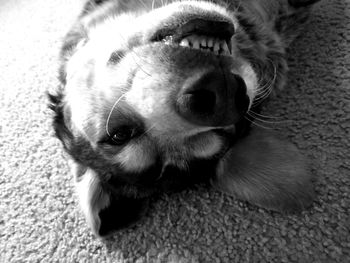 Close-up portrait of puppy relaxing