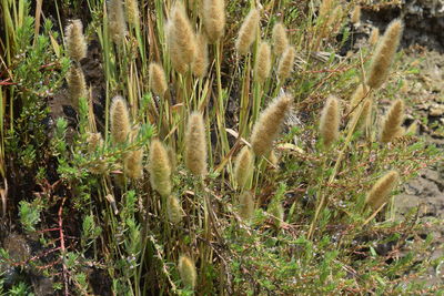 Plants growing on field