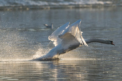 Swan landing on lake