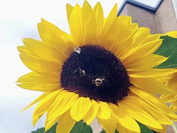 Close-up of sunflower