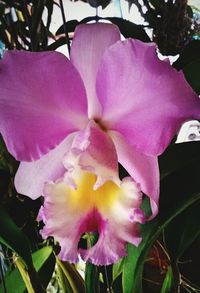 Close-up of pink flowers