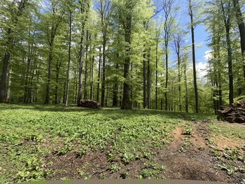 Trees growing in forest