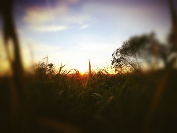 Close-up of wheat field against sky at sunset