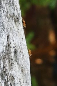 Close-up of lichen on tree trunk