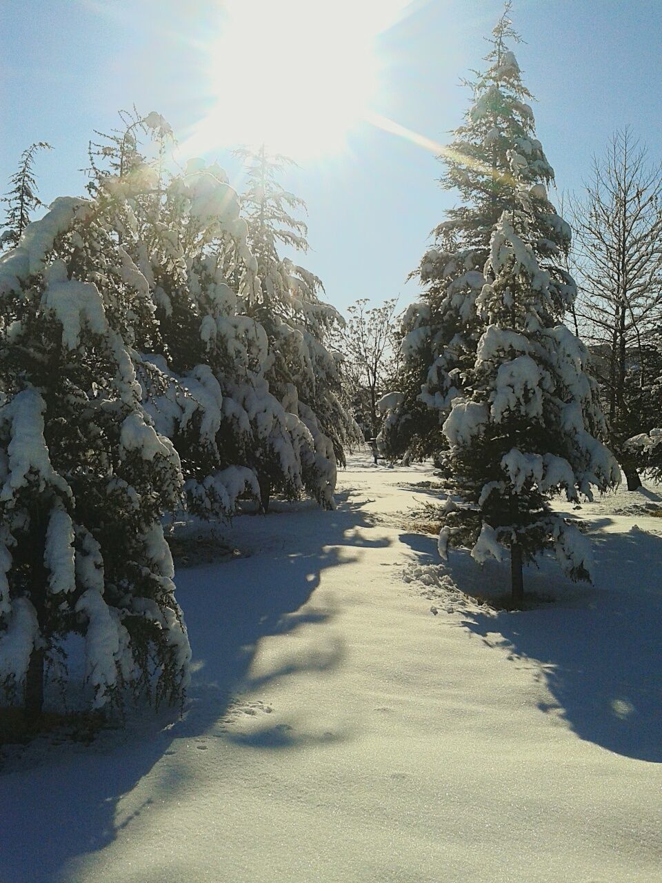 sunlight, sun, snow, winter, water, sunbeam, tranquility, cold temperature, sky, tree, nature, tranquil scene, sunny, lens flare, bare tree, beauty in nature, scenics, day, reflection, frozen