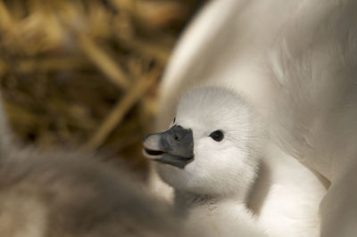 Close-up of a bird