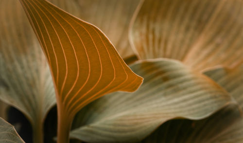 Close-up of a flower