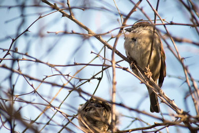 Close-up of bird perching on branch