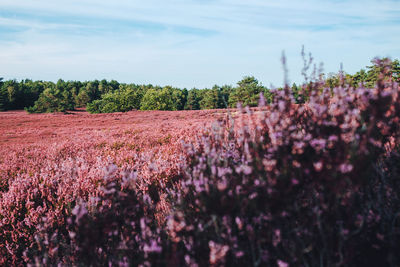 Fresh purple flowering plants on field against sky