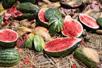 High angle view of fruits growing on field