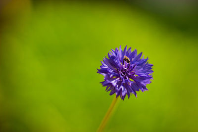 Close-up of purple flowering plant