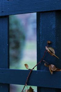 Close-up of bird perching on wood