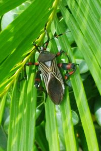 Close-up of insect on plant