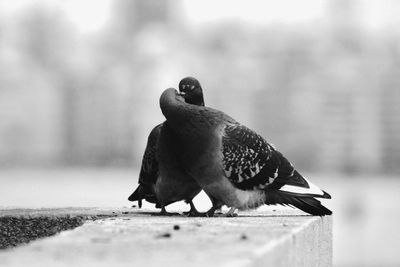 Close-up of birds perching on retaining wall