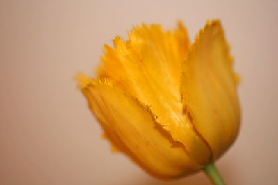 Close-up of yellow flower against white background