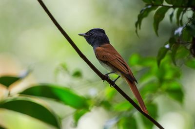 Close-up of bird perching on tree
