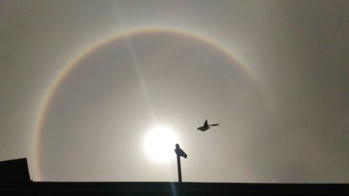 Low angle view of bird flying in sky