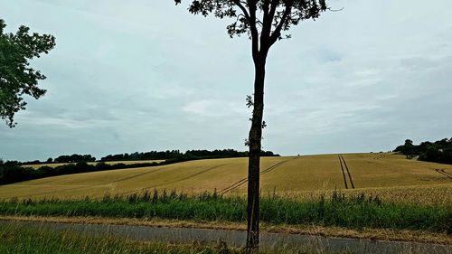 Scenic view of agricultural field against sky