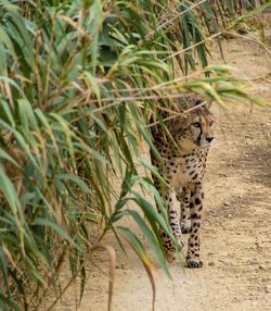 Cheetah walking by plants on field