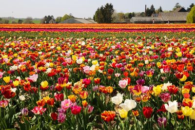 Multi colored tulips in field