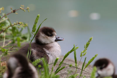 Close-up of young bird on land