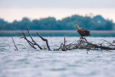 Bird perching on a land