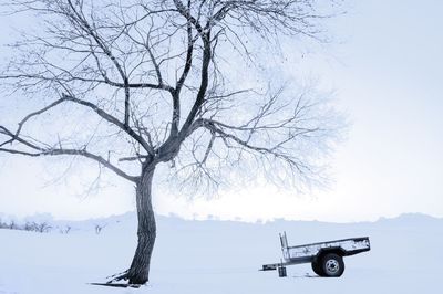 Bare trees on landscape