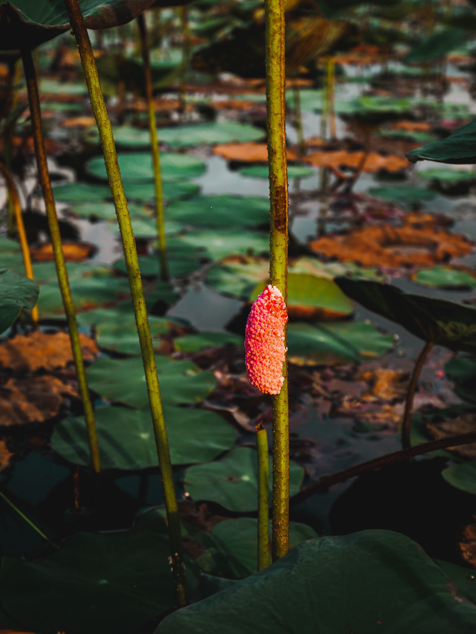 CLOSE-UP OF RED FLOWERING PLANT IN LAND