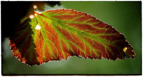 Close-up of leaf