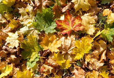 High angle view of autumnal leaves