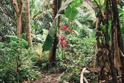 Plants and trees in forest