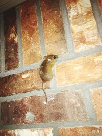 Close-up of bird perching on brick wall