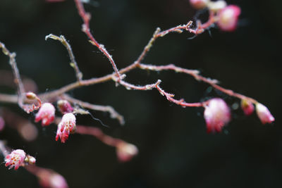 Close-up of plant against blurred background